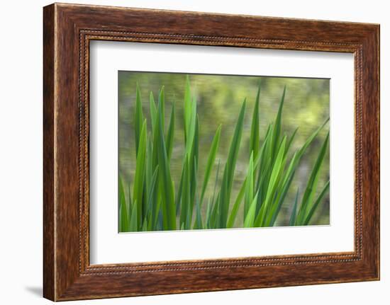 USA, Washington State, Bainbridge Island. Cattails on pond in spring.-Jaynes Gallery-Framed Photographic Print