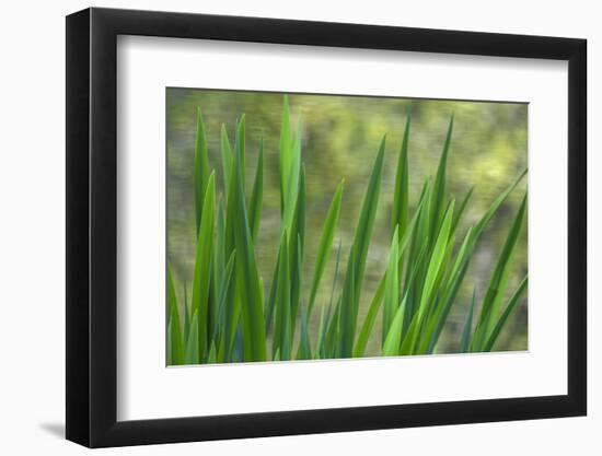 USA, Washington State, Bainbridge Island. Cattails on pond in spring.-Jaynes Gallery-Framed Photographic Print