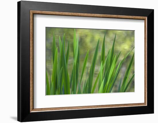 USA, Washington State, Bainbridge Island. Cattails on pond in spring.-Jaynes Gallery-Framed Photographic Print