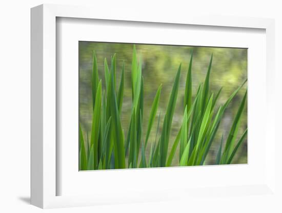 USA, Washington State, Bainbridge Island. Cattails on pond in spring.-Jaynes Gallery-Framed Photographic Print