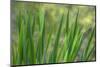 USA, Washington State, Bainbridge Island. Cattails on pond in spring.-Jaynes Gallery-Mounted Photographic Print