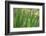 USA, Washington State, Bainbridge Island. Cattails on pond in spring.-Jaynes Gallery-Framed Photographic Print