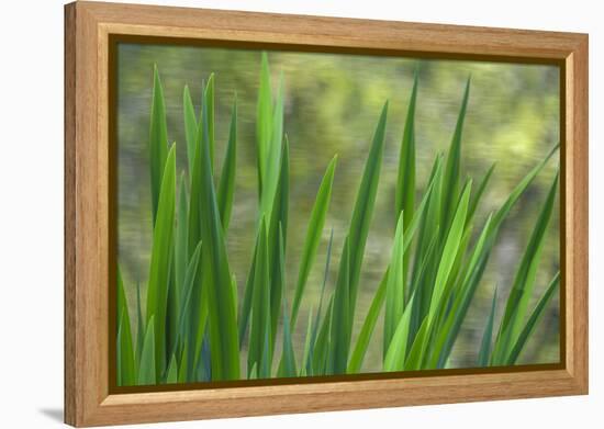 USA, Washington State, Bainbridge Island. Cattails on pond in spring.-Jaynes Gallery-Framed Premier Image Canvas