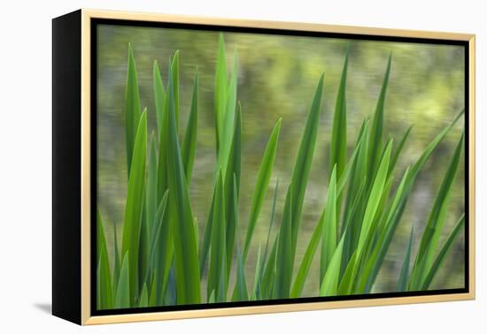 USA, Washington State, Bainbridge Island. Cattails on pond in spring.-Jaynes Gallery-Framed Premier Image Canvas