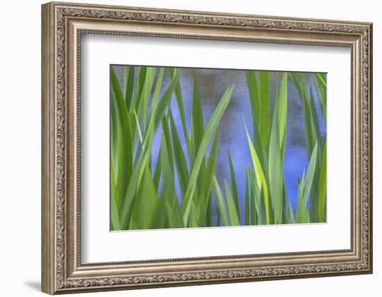 USA, Washington State, Bainbridge Island. Cattails on pond in spring.-Jaynes Gallery-Framed Photographic Print