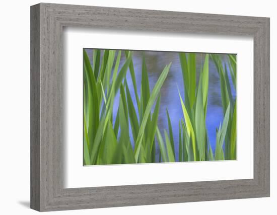 USA, Washington State, Bainbridge Island. Cattails on pond in spring.-Jaynes Gallery-Framed Photographic Print