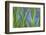 USA, Washington State, Bainbridge Island. Cattails on pond in spring.-Jaynes Gallery-Framed Photographic Print