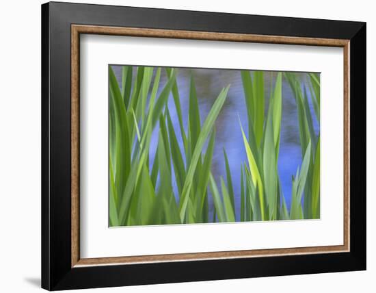 USA, Washington State, Bainbridge Island. Cattails on pond in spring.-Jaynes Gallery-Framed Photographic Print