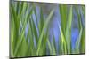 USA, Washington State, Bainbridge Island. Cattails on pond in spring.-Jaynes Gallery-Mounted Photographic Print