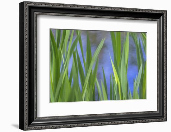 USA, Washington State, Bainbridge Island. Cattails on pond in spring.-Jaynes Gallery-Framed Photographic Print