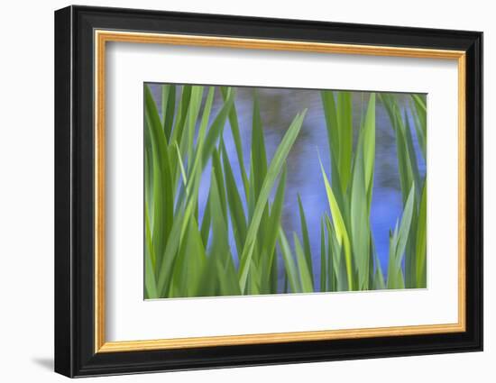 USA, Washington State, Bainbridge Island. Cattails on pond in spring.-Jaynes Gallery-Framed Photographic Print