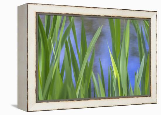 USA, Washington State, Bainbridge Island. Cattails on pond in spring.-Jaynes Gallery-Framed Premier Image Canvas
