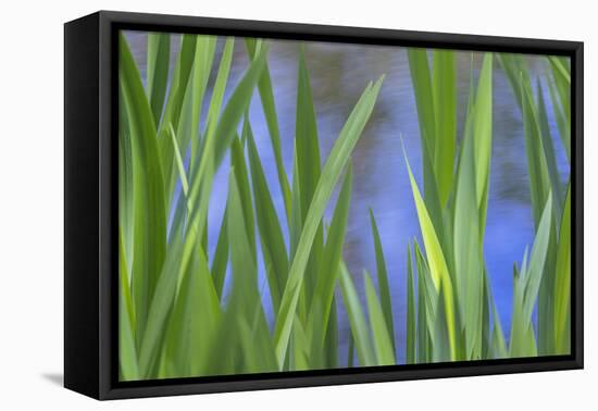 USA, Washington State, Bainbridge Island. Cattails on pond in spring.-Jaynes Gallery-Framed Premier Image Canvas