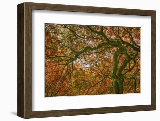 USA, Washington State, Bainbridge Island. Japanese maple tree close-up.-Jaynes Gallery-Framed Photographic Print