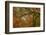 USA, Washington State, Bainbridge Island. Japanese maple tree close-up.-Jaynes Gallery-Framed Photographic Print