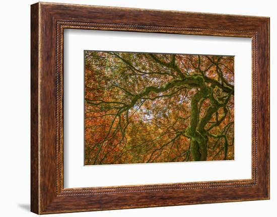 USA, Washington State, Bainbridge Island. Japanese maple tree close-up.-Jaynes Gallery-Framed Photographic Print