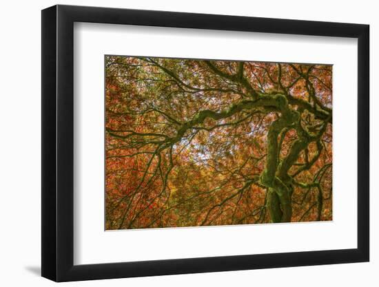 USA, Washington State, Bainbridge Island. Japanese maple tree close-up.-Jaynes Gallery-Framed Photographic Print