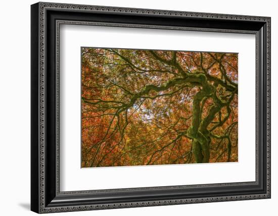 USA, Washington State, Bainbridge Island. Japanese maple tree close-up.-Jaynes Gallery-Framed Photographic Print