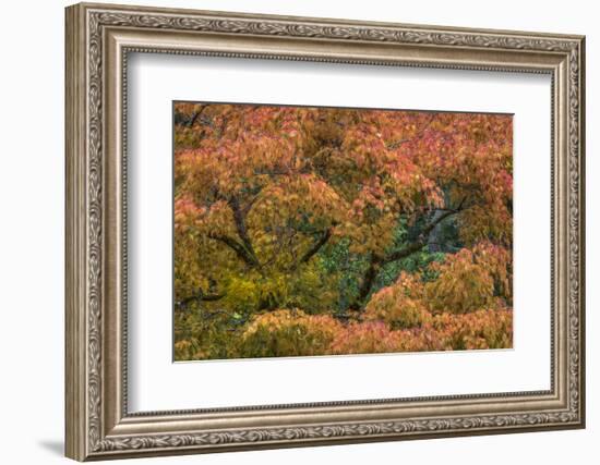 USA, Washington State, Bainbridge Island. Japanese maple tree in autumn.-Jaynes Gallery-Framed Photographic Print