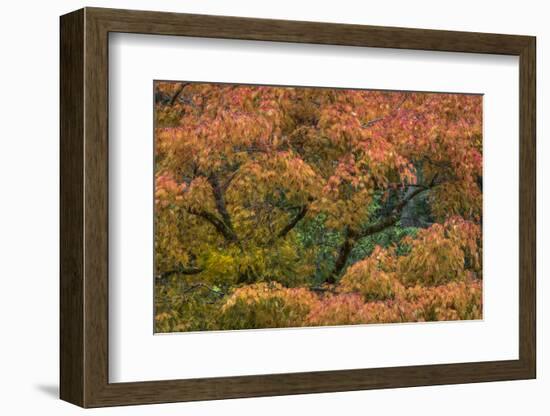 USA, Washington State, Bainbridge Island. Japanese maple tree in autumn.-Jaynes Gallery-Framed Photographic Print