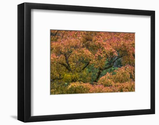 USA, Washington State, Bainbridge Island. Japanese maple tree in autumn.-Jaynes Gallery-Framed Photographic Print