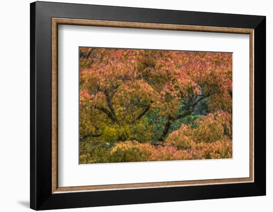 USA, Washington State, Bainbridge Island. Japanese maple tree in autumn.-Jaynes Gallery-Framed Photographic Print