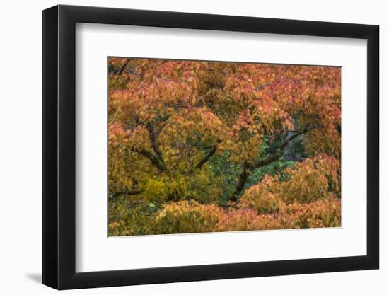 USA, Washington State, Bainbridge Island. Japanese maple tree in autumn.-Jaynes Gallery-Framed Photographic Print