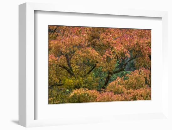 USA, Washington State, Bainbridge Island. Japanese maple tree in autumn.-Jaynes Gallery-Framed Photographic Print