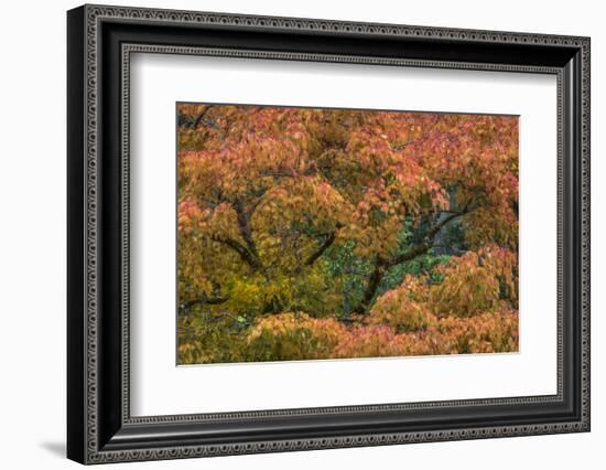 USA, Washington State, Bainbridge Island. Japanese maple tree in autumn.-Jaynes Gallery-Framed Photographic Print