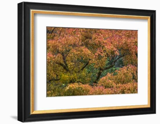 USA, Washington State, Bainbridge Island. Japanese maple tree in autumn.-Jaynes Gallery-Framed Photographic Print