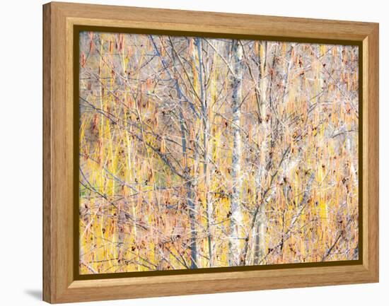 USA, Washington State, Bellevue, Alder tree with lichen and catkins early spring-Sylvia Gulin-Framed Premier Image Canvas