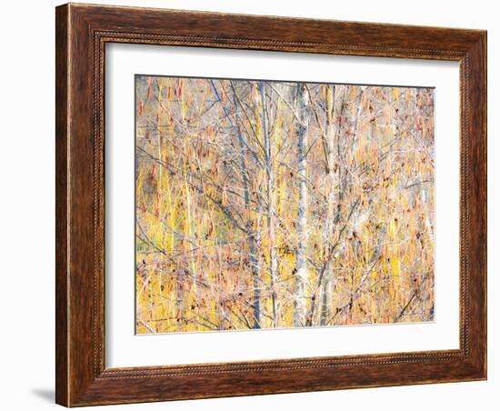 USA, Washington State, Bellevue, Alder tree with lichen and catkins early spring-Sylvia Gulin-Framed Photographic Print