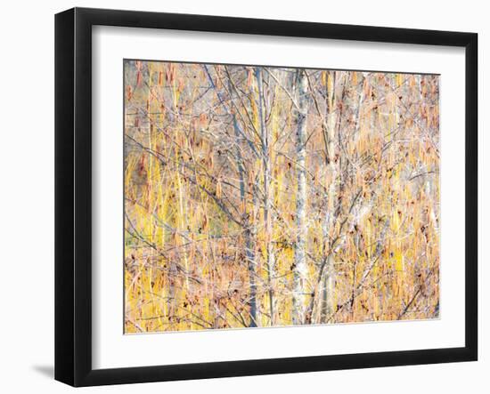 USA, Washington State, Bellevue, Alder tree with lichen and catkins early spring-Sylvia Gulin-Framed Photographic Print