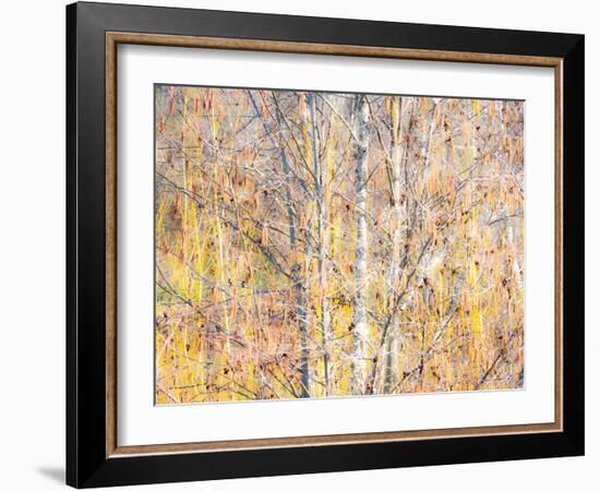 USA, Washington State, Bellevue, Alder tree with lichen and catkins early spring-Sylvia Gulin-Framed Photographic Print