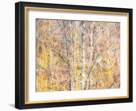 USA, Washington State, Bellevue, Alder tree with lichen and catkins early spring-Sylvia Gulin-Framed Photographic Print