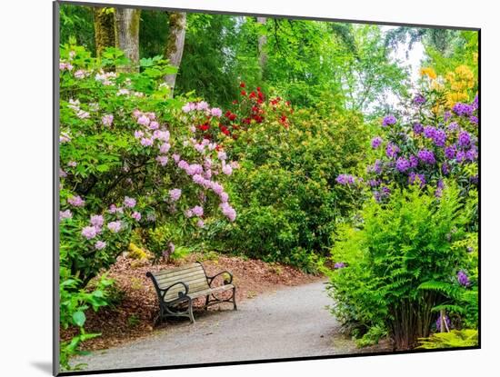 USA, Washington State. Bellevue and the Bellevue Botanical Gardens springtime blooming Rhododendron-Sylvia Gulin-Mounted Photographic Print