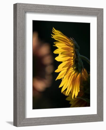 Usa, Washington State, Bellevue. Backlit common sunflower-Merrill Images-Framed Photographic Print