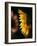 Usa, Washington State, Bellevue. Backlit common sunflower-Merrill Images-Framed Photographic Print
