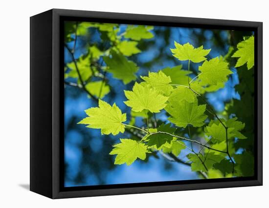 Usa, Washington State, Bellevue. Backlit glowing leaves of Vine maple tree in sunlight-Merrill Images-Framed Premier Image Canvas