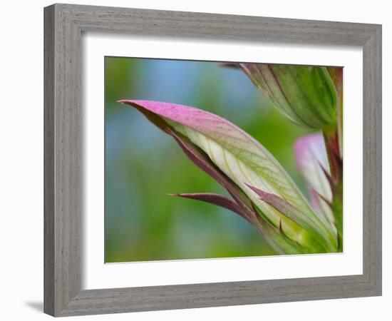 Usa, Washington State, Bellevue. Bear's breeches flower close-up-Merrill Images-Framed Photographic Print