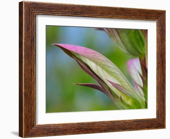 Usa, Washington State, Bellevue. Bear's breeches flower close-up-Merrill Images-Framed Photographic Print