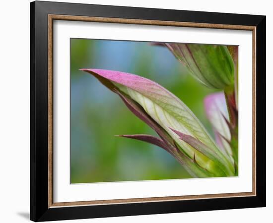 Usa, Washington State, Bellevue. Bear's breeches flower close-up-Merrill Images-Framed Photographic Print