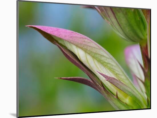 Usa, Washington State, Bellevue. Bear's breeches flower close-up-Merrill Images-Mounted Photographic Print