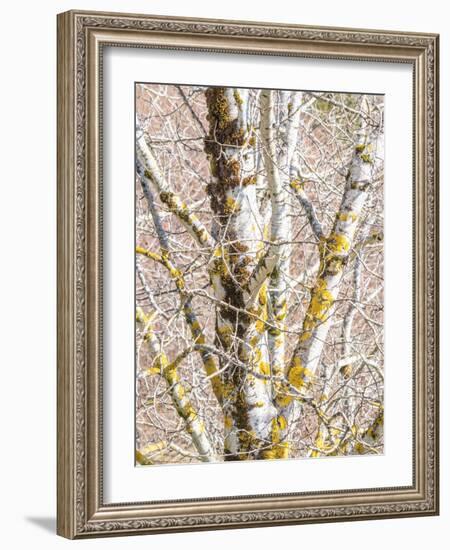 USA, Washington State, Bellevue, Birch tree with lichen early spring-Sylvia Gulin-Framed Photographic Print