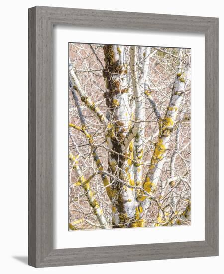 USA, Washington State, Bellevue, Birch tree with lichen early spring-Sylvia Gulin-Framed Photographic Print