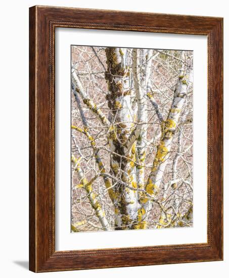 USA, Washington State, Bellevue, Birch tree with lichen early spring-Sylvia Gulin-Framed Photographic Print