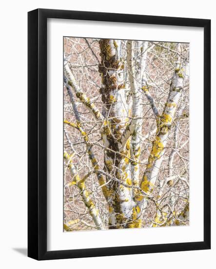 USA, Washington State, Bellevue, Birch tree with lichen early spring-Sylvia Gulin-Framed Photographic Print