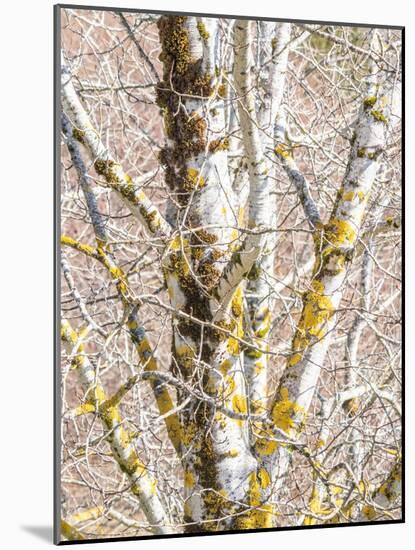 USA, Washington State, Bellevue, Birch tree with lichen early spring-Sylvia Gulin-Mounted Photographic Print