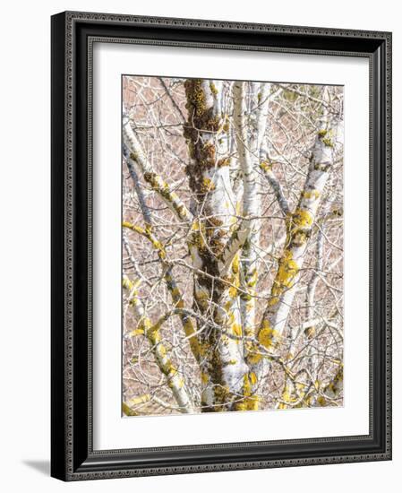 USA, Washington State, Bellevue, Birch tree with lichen early spring-Sylvia Gulin-Framed Photographic Print