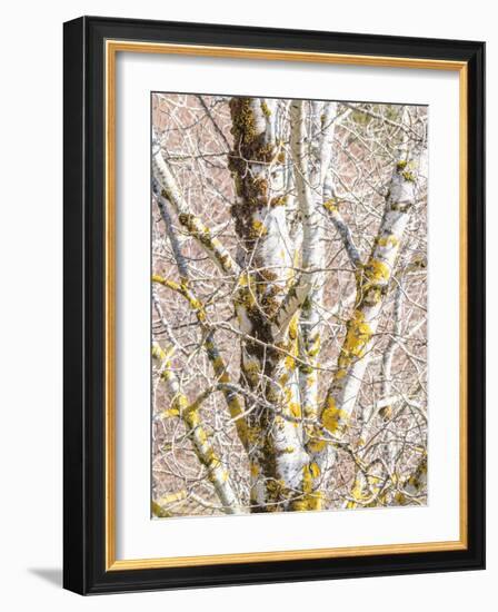 USA, Washington State, Bellevue, Birch tree with lichen early spring-Sylvia Gulin-Framed Photographic Print